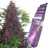 Purple Kush - autoflower semínka marihuany Buddha
