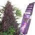 Purple Kush - autoflowering semínka marihuany Buddha