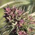 Sweet Purple - semínka 5 ks feminizovaná semínka Paradise Seeds 