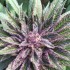 Sweet Purple semínka 3 ks feminizovaná semínka Paradise Seeds 