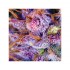 Purple 1 3ks (feminizované semená) Dutch Passion