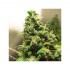 Orange Hill Special® - feminized semena marihuany od Dutch Passion