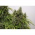 AutoMazar - autoflowering semena cannabis 3ks Dutch Passion