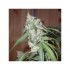 Euforia - feminizovaná semena cannabis 5 ks Dutch Passion