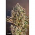 AutoBlackberry Kush - autoflowering semínka cannabis od Dutch Passion 