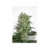 AutoNight Queen® - samonakvétací semínka marihuany 3 ks Dutch Passion