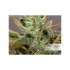AutoDaiquiri Lime® - samonakvétací semínka marihuany 3 ks Dutch Passion