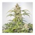  Auto Orange Bud® - samonakvétací semena cannabis 3 ks Dutch Passion