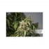 CBD Auto Charlotte’s Angel® - autoflowering semena cannabis 7 ks Dutch Passion