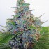 Auto Blue Amnesia - autoflowering semínka 5ks Ministry Cannabis