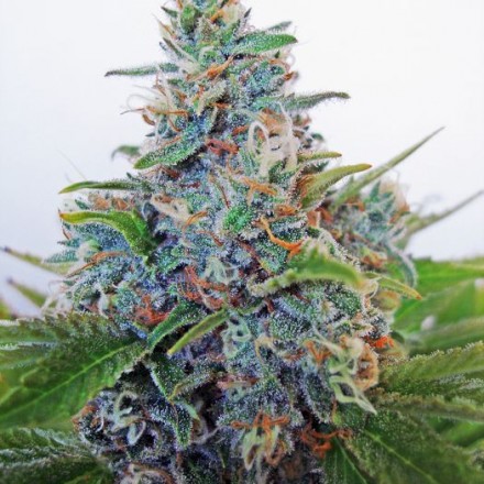 Auto Blue Amnesia autoflower semínka 5ks Ministry Cannabis