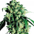 Super Skunk - feminizovaná semínka marihuany 3 ks Sensi Seeds