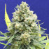 White Critical - feminizovaná semena cannabis 10 ks Fair Seeds