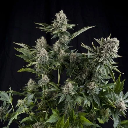 CBD White Widow - samonakvétací semena 5 ks Pyramid Seeds