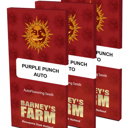 Purple Punch Auto - samonakvétací semínka 5 ks Barney´s Farm