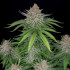 Strawberry Pie Auto - samonakvétací semínka marihuany 3 ks Fast Buds