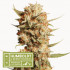 THUNDER BANANA AUTO - autoflowering semena marihuany HumboldtXSeedstockers 3 ks