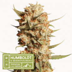 Thunder Banana Auto - autoflowering semena marihuany HumboldtXSeedstockers 3 ks