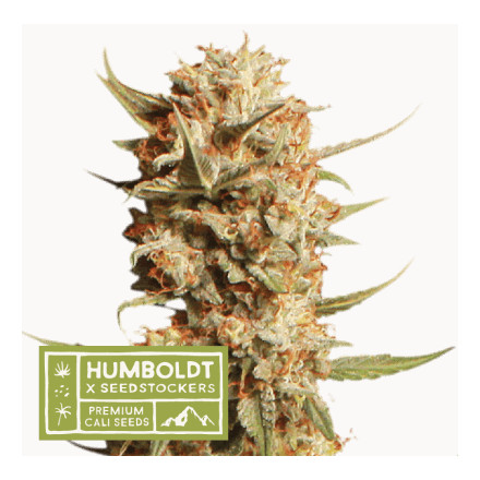Thunder Banana - feminizované semená marihuany HumboldtXSeedstockers, 3 ks
