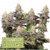 Panty Punch Autoflower - autoflowering semená marihuany HumboldtXSeedstockers 3 ks
