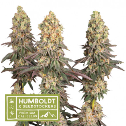 Mack & Crack feminizované semená marihuany, HumboldtXSeedstockers, 3 ks