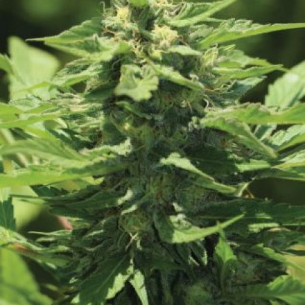 Levně Trainwreck Auto - samonakvétací semena marihuany 3 ks, Humboldt Seed Company