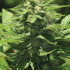 Trainwreck Auto - samonakvétací semena marihuany 5 ks, Humboldt Seed Company