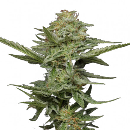 Levně Pistachio - feminizovaná semena marihuany 3 ks Humboldt Seed Company