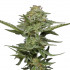 Pistachio - feminizovaná semena marihuany 5 ks Humboldt Seed Company