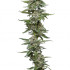 Garlic Budder - feminizované semená marihuany 3 ks, Humboldt Seed Company
