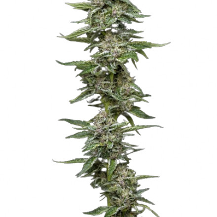 Garlic Budder - feminizovaná semena marihuany 3 ks, Humboldt Seed Company