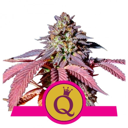 Purple Queen - feminizovaná semínka 10 ks Royal Queen Seeds