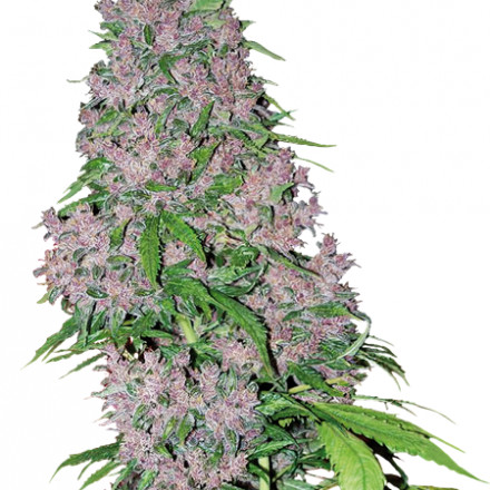 Purple Bud - feminizované semienka konopí 3 ks, Sensi Seeds
