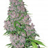 Purple Bud - feminizované semienka konopí 3 ks, Sensi Seeds