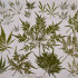 Freakshow - feminizovaná semena marihuany 3 ks Humboldt Seed Company