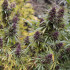 Purple 1 10ks (feminizované semená) Dutch Passion