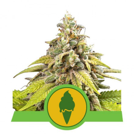 Levně Green Gelato Auto - feminizovaná semínka 10 ks, Royal Queen Seeds