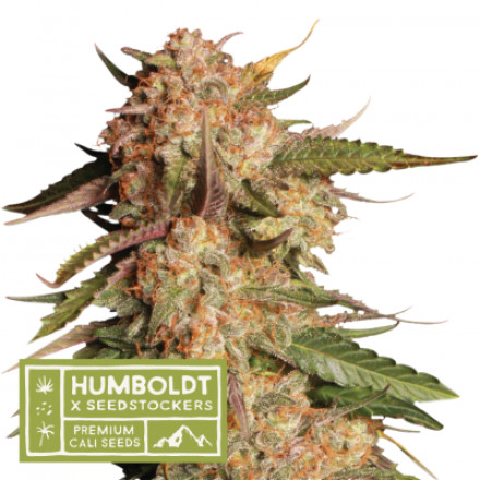 Blue Moby - feminizované semená marihuany HumboldtXSeedstockers 5 ks
