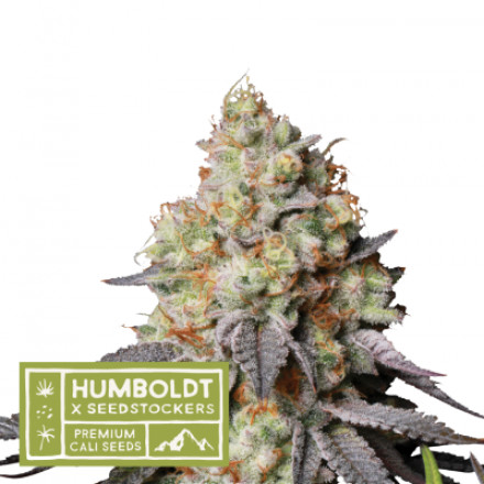 Panty Punch Autoflower - autoflowering semena marihuany HumboldtXSeedstockers 5 ks