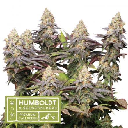 Panty Punch Autoflower - autoflowering semená marihuany HumboldtXSeedstockers 5 ks