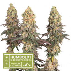 Mack & Crack feminizované semená marihuany, HumboldtXSeedstockers, 5 ks