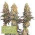 Mack & Crack feminizované semená marihuany, HumboldtXSeedstockers, 25 ks