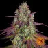Mimosa EVO - feminizovaná semena marihuany Barney´s Farm