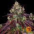 Mimosa EVO - feminizovaná semena marihuany Barney´s Farm