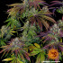 Mimosa EVO - feminizované semená marihuany Barney´s Farm