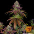 Mimosa EVO - feminizované semená marihuany Barney´s Farm