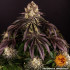 Purple Punch - feminizovaná semená marihuany Barney´s Farm