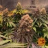 Purple Punch - feminizovaná semena marihuany Barney´s Farm