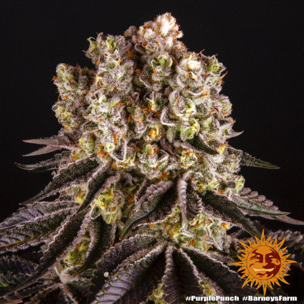 Purple Punch - feminizovaná semená marihuany Barney´s Farm
