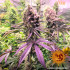 Glookies - feminizovaná semena marihuany Barney´s Farm